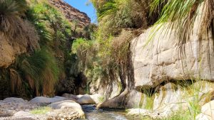 On trouve de nombreux canyons en Jordanie, avec beaucoup de végétation