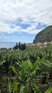 Les bananiers sont partout autour de Ponta do Sol et Calheta
