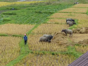 Un agriculteur de Chiang Mai est dans ses champs avec des buffles