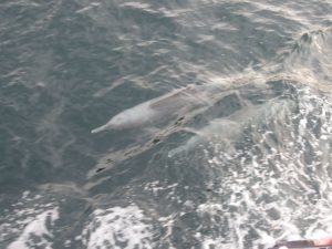 La faune et la flore d'Oman est grandiose, notamment les dauphins facilement visibles
