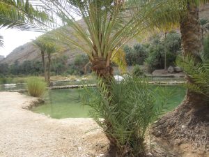Un magnifique oasis dans le désert d'Oman, avec des palmiers
